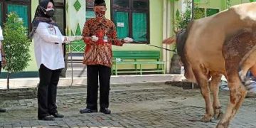 Kakankemenag Klaten Pantau Penyembelihan Hewan Qurban
